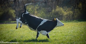 dansende koe 
