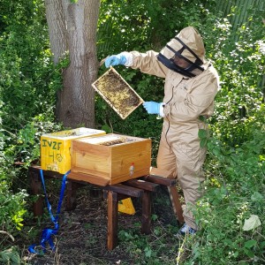 Bijen met imker   